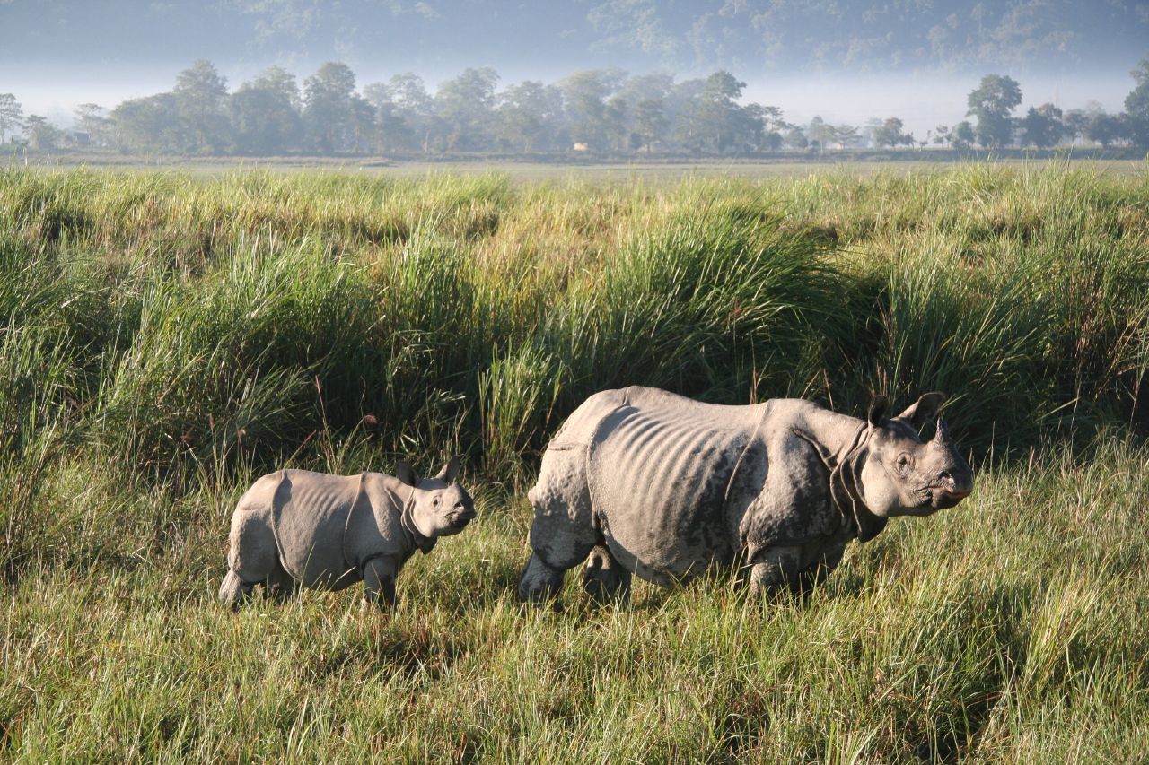 kaziranga national park Searching for wildlife tour package india kaziranga national park of assam is one of the best wildlife tourism destination india this kaziranga national park to get inscribed in the world heritage site list 1985. kaziranga national park Searching for wildlife tour package india kaziranga national park of assam is one of the best wildlife tourism destination india this kaziranga national park to get inscribed in the world heritage site list 1985.